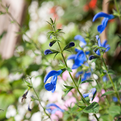 Salvia Hotlips is met zijn tweekleurige bloem een van de meest kenmerkende salvia's, maar hij kan ooktijdelijk alleen witte, of helemaal rode bloemen vormen.